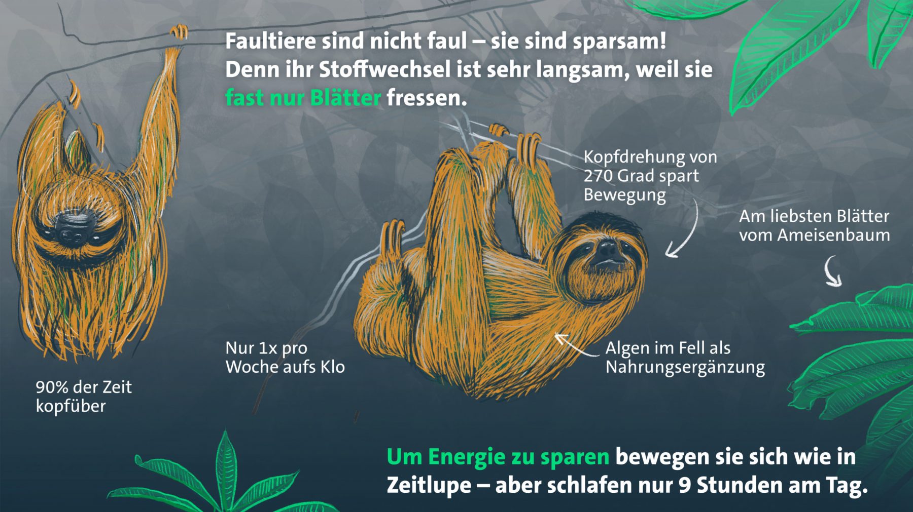 Faultiere – Überleben durch Langsamkeit