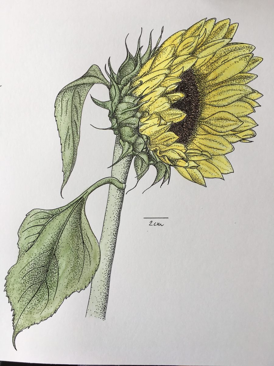botanische Zeichnung - Sonnenblume